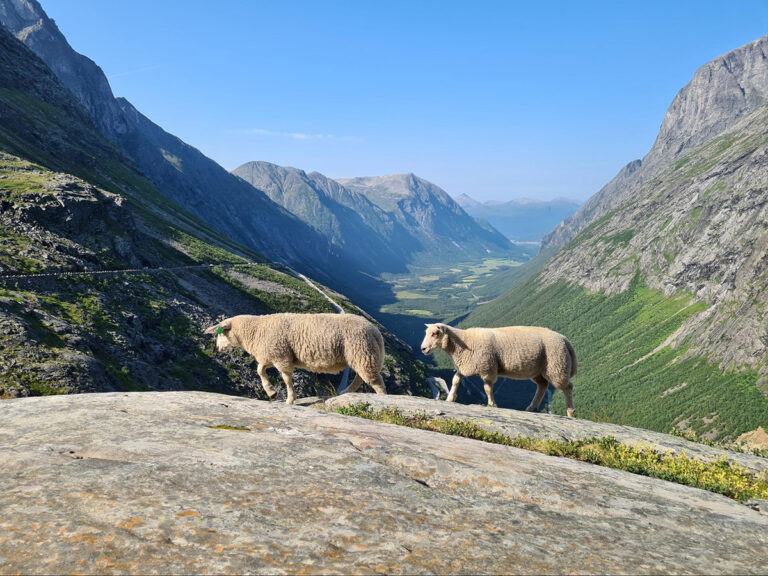 Sheep on the Geiranger to Trollstigen scenic route.