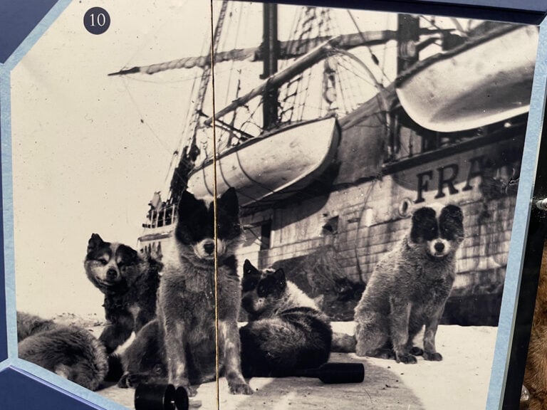 Dogs on Fram expedition. Photo: Fram Museum, Oslo.