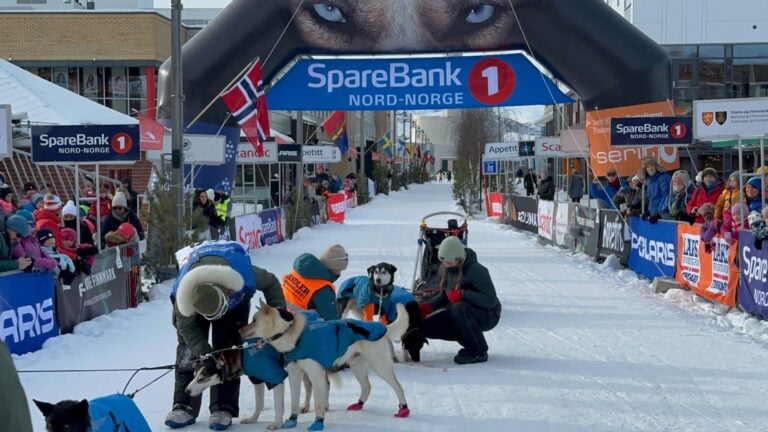 A competitor sees to the dogs at the end of a Finnmarksløpet race.