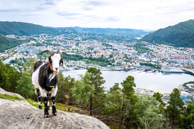 A friendly goats on Bergen’s mount Fløyen.