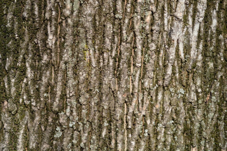 Bark detail on the Norway Maple