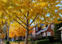 Norway Maple: Is It Really a Bad Tree?