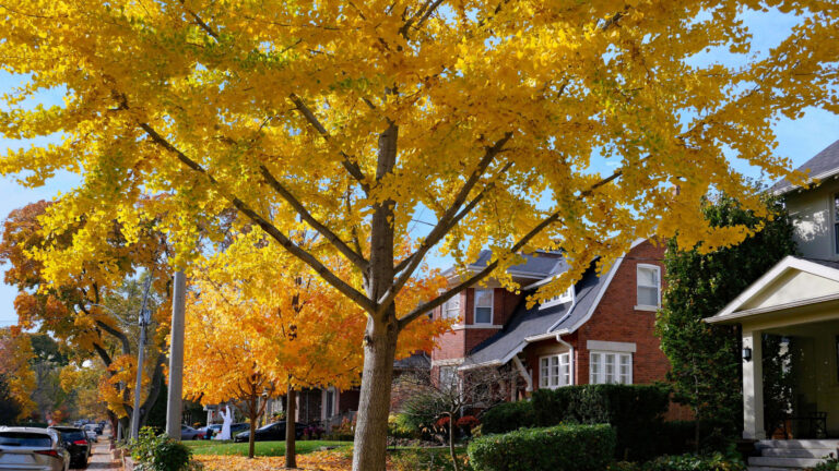 Norway Maple in fall colours.