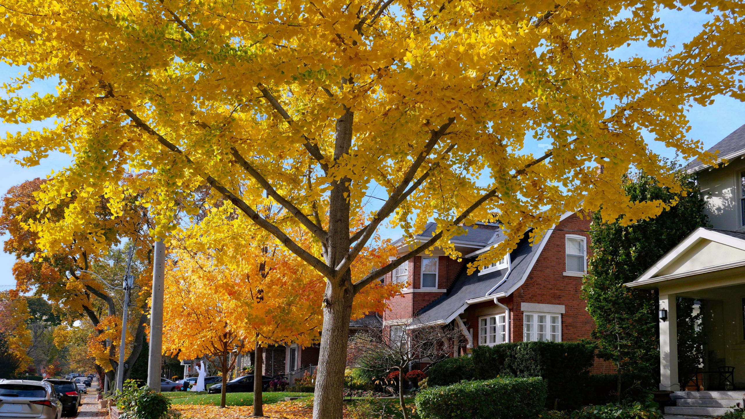 Norway Maple in fall colours.