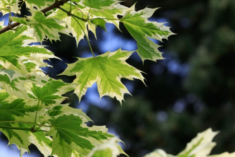 Green and white leaves on the Norway Maple