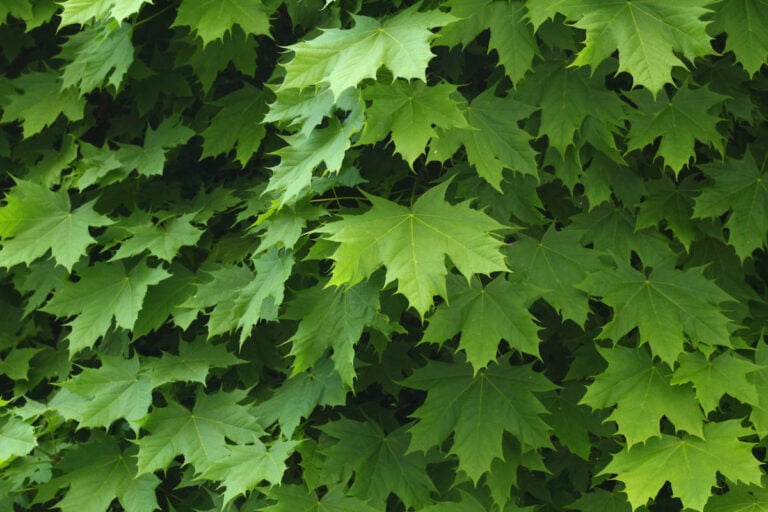Green leaf detail on the Norway Maple