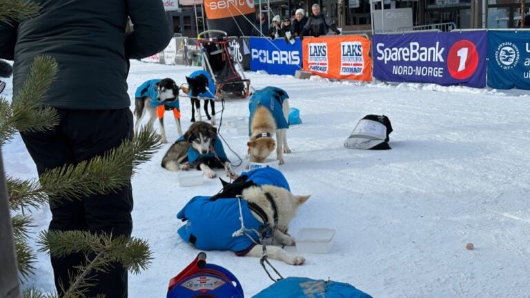 Race sled dogs resting.