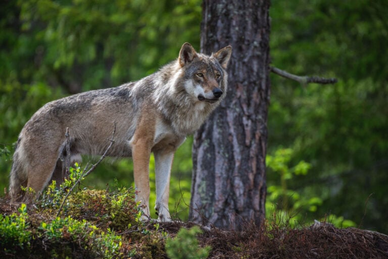 A wild wolf in Norway.