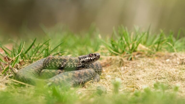 The European Adder (Vipera berus) is Norway's lone venomous serpent.
