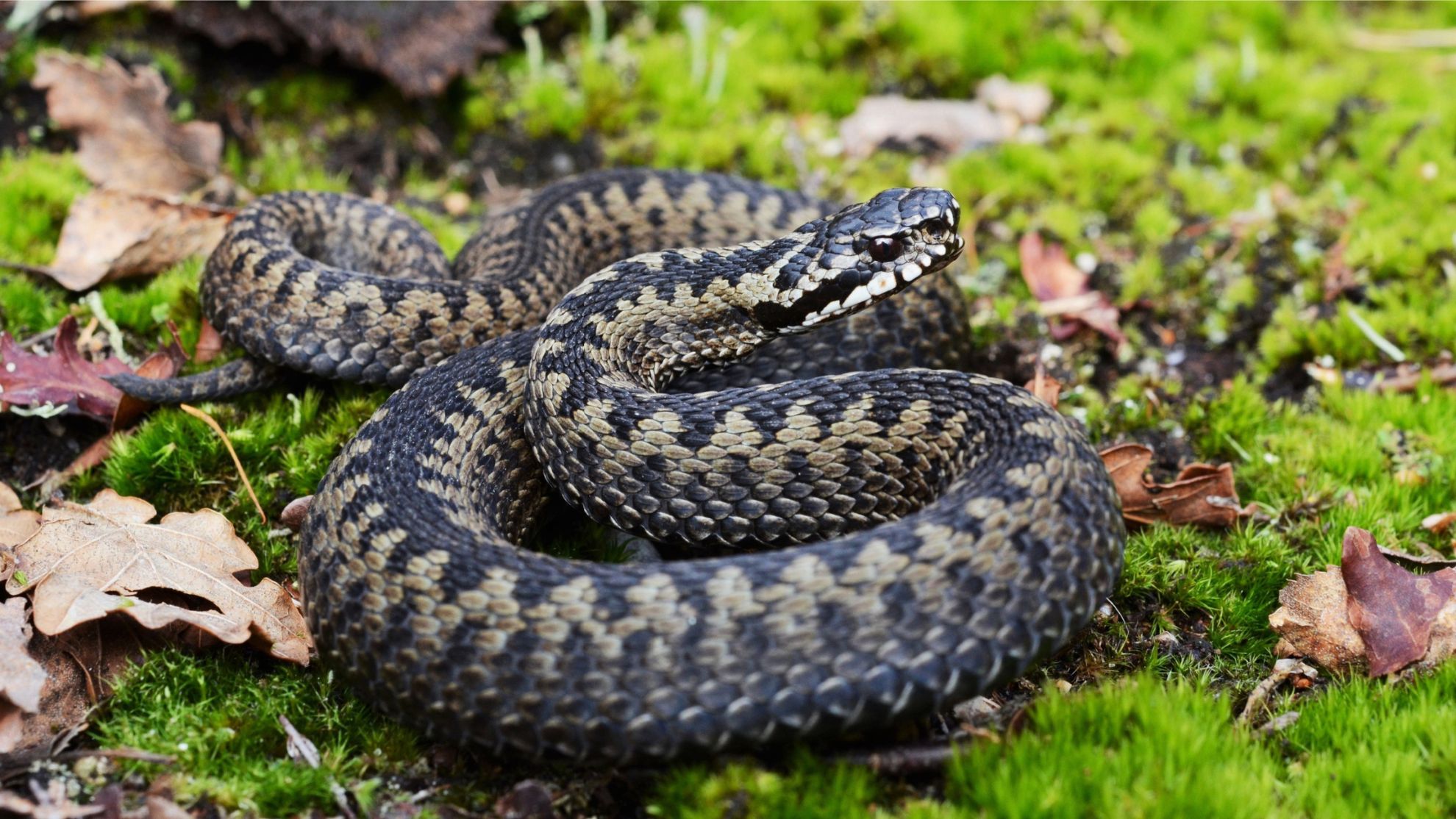 Common European Adder in Norway