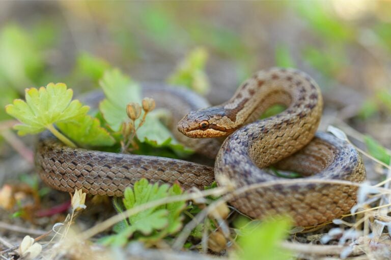 The European smooth snake (coronella austriaca) in Norway.