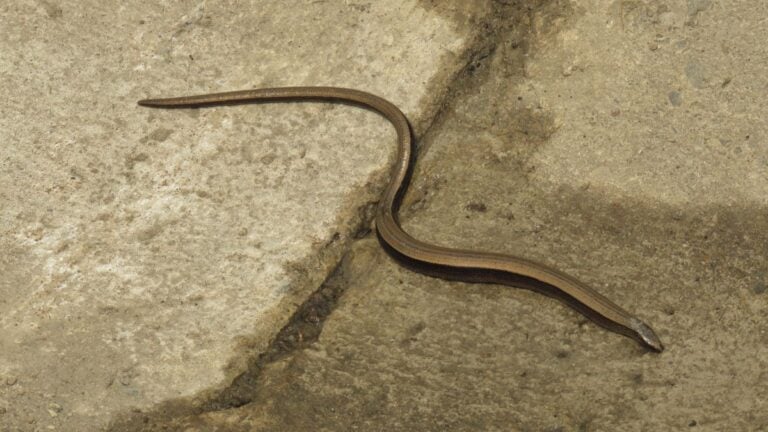 The slowworm or Dead Adder has a serpent-like appearance.