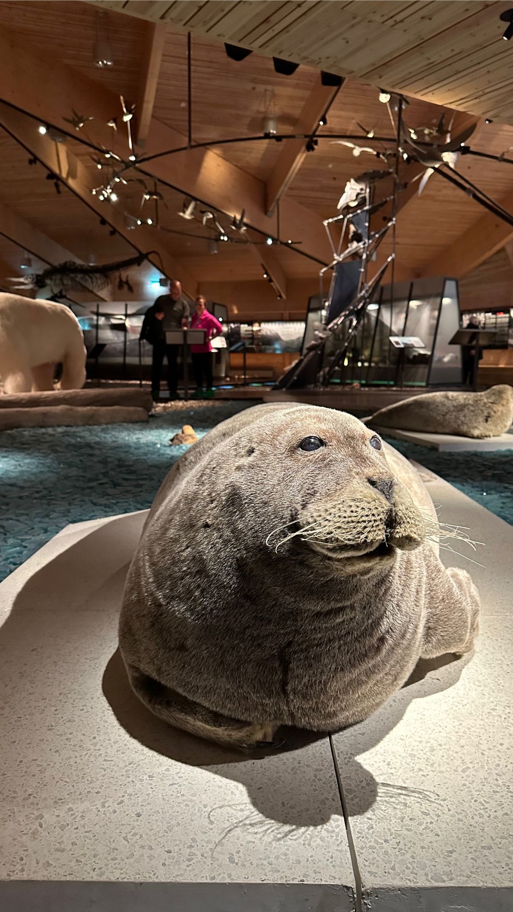 Wildlife exhibits at Svalbard Museum in Longyearbyen.