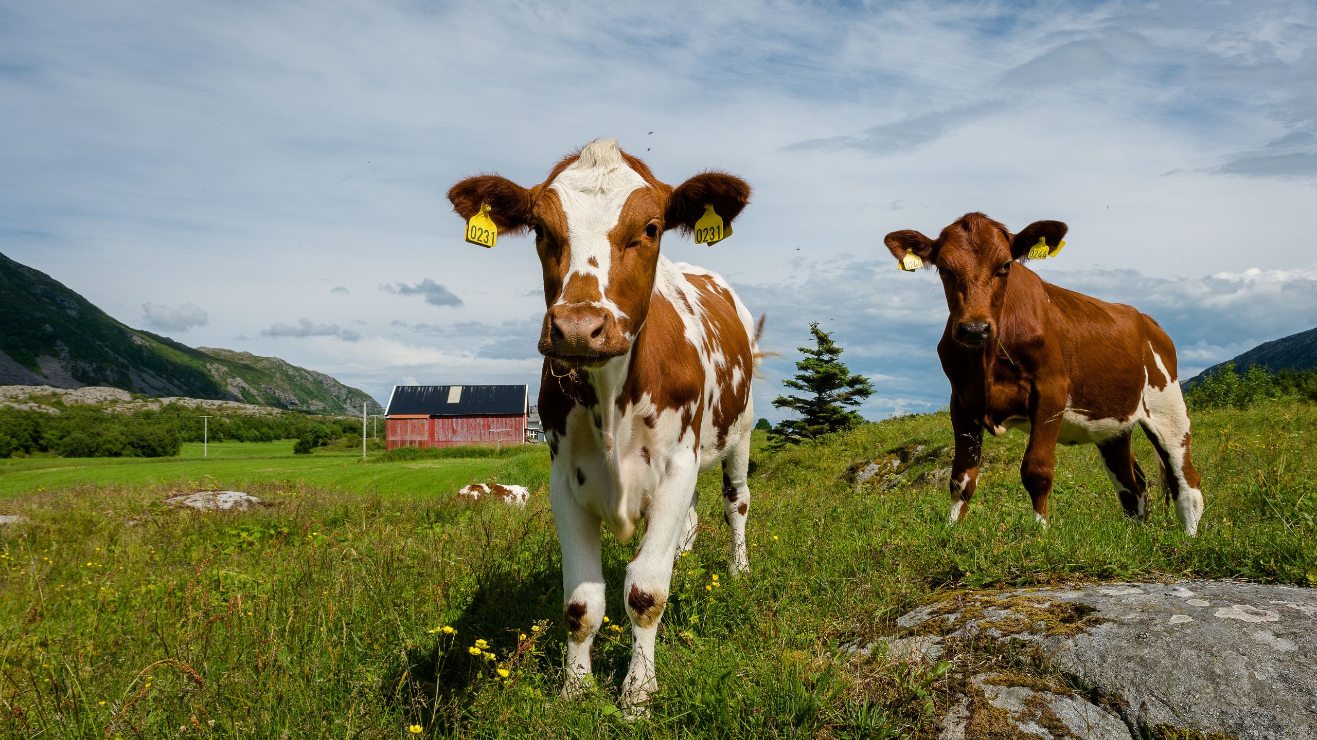 Young cows on Norway mountain farm.