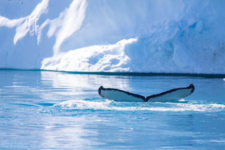 Humpback whale near an iceberg in Greenland.