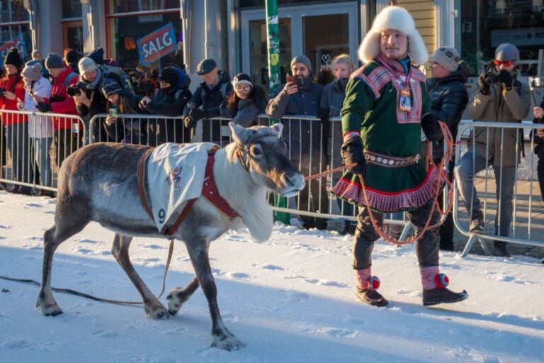 Reindeer at Sami Week in Tromsø. Photo: Kamila Sankiewicz Photo / Shutterstock.com.