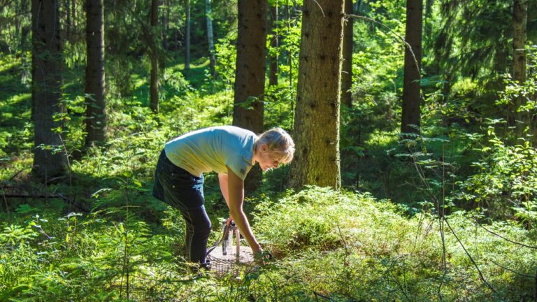 Berry picking in a Norwegian forest.