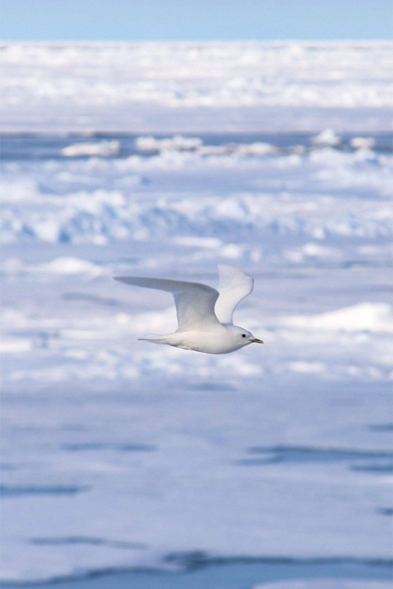 Ivory Gull in Arctic landscape. Photo: Daniel Albert.