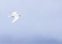 Ivory Gull: A Birdwatcher’s Holy Grail