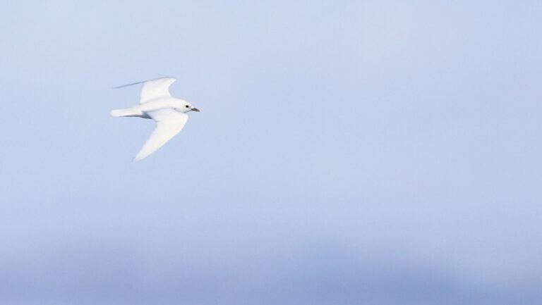 Ivory Gull bird flying in Norway.
