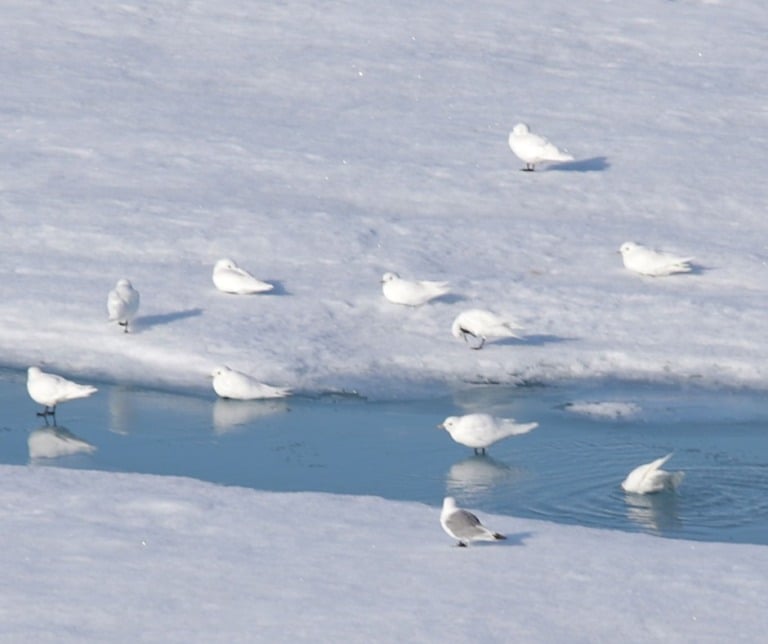 A group of Ivory Gulls with a Kittiwake near Greenland. Photo: Daniel Albert.