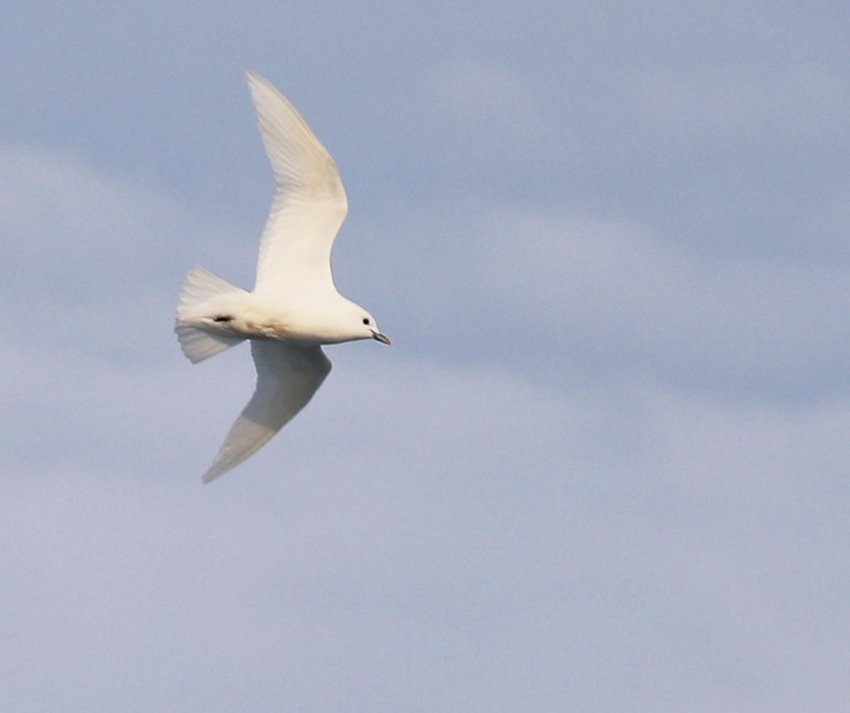 Close-up of Ivory Gull. Photo: Daniel Albert.