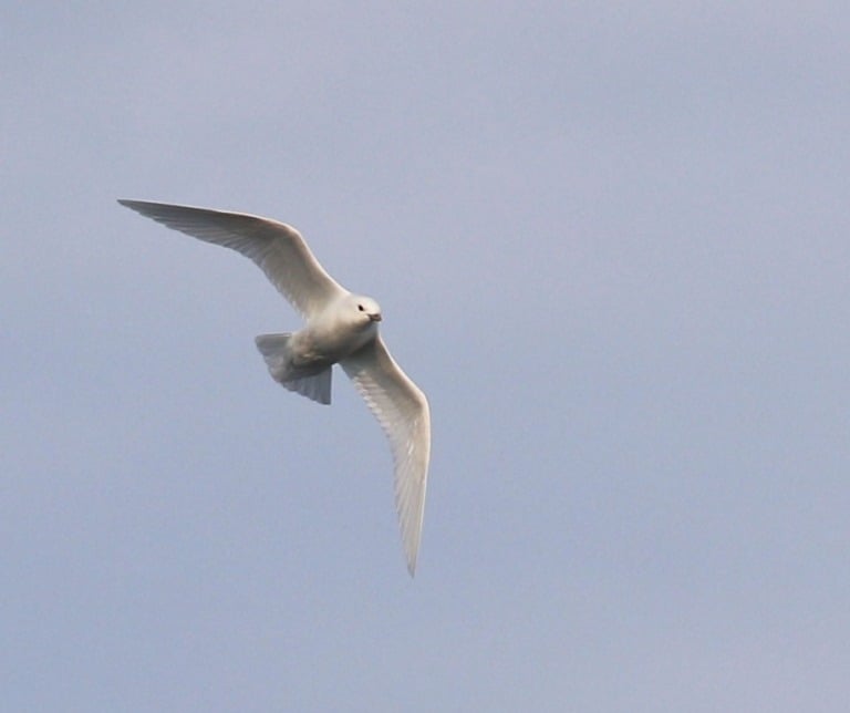 Ivory Gull in the sky. Photo: Daniel Albert.