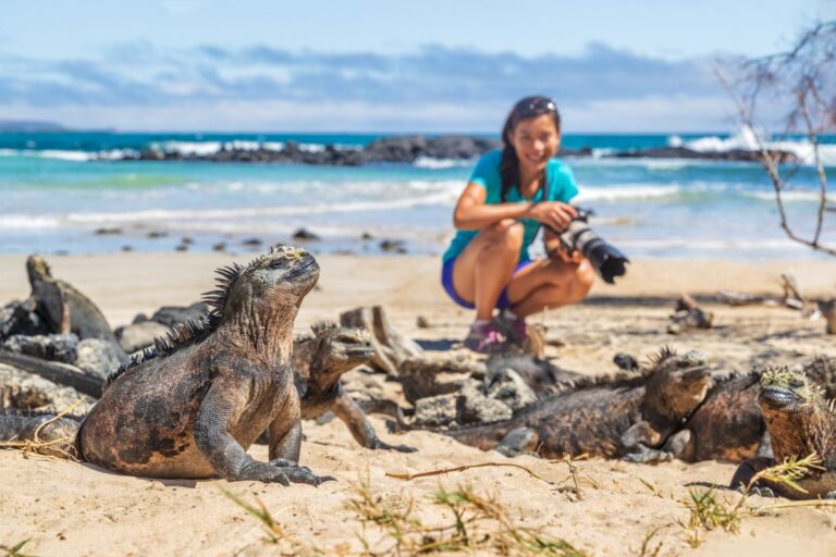 Photographer observing a marine iguana in the Galápagos Islands.
