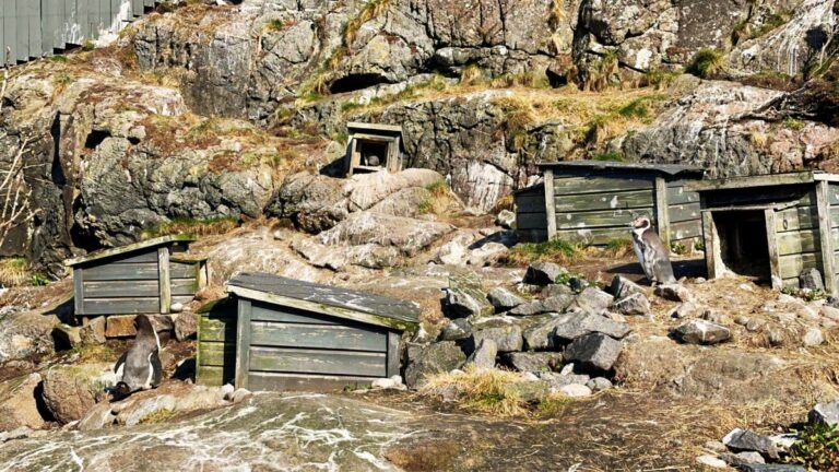 The outdoor penguin enclosure in Ålesund.