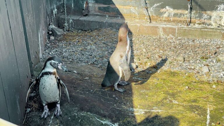 Two of the Humboldt penguins at Ålesund aquarium.