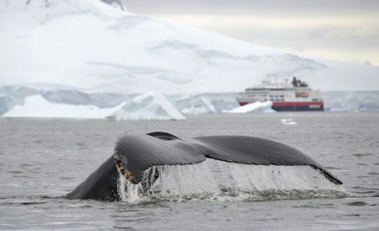 Whale watching in Antarctica with Hurtigruten.