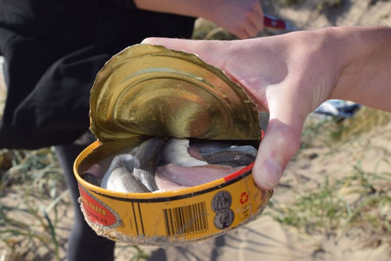 An opened can of Swedish surströmming. Photo: Paul Barron / Shutterstock.com.