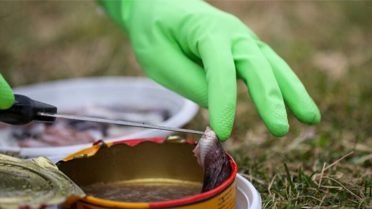 A gloved hand opening a can of surströmming. Photo: Seba Tataru / Shutterstock.com.