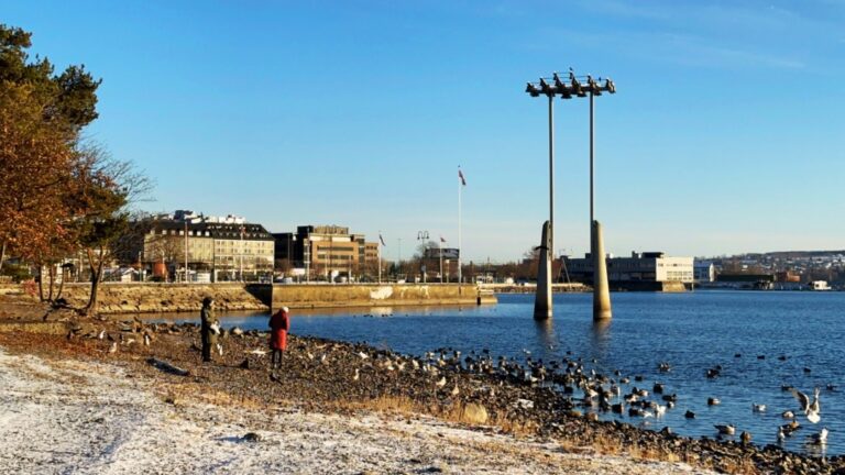 Seabirds on Hamar waterfront. Photo: David Nikel.