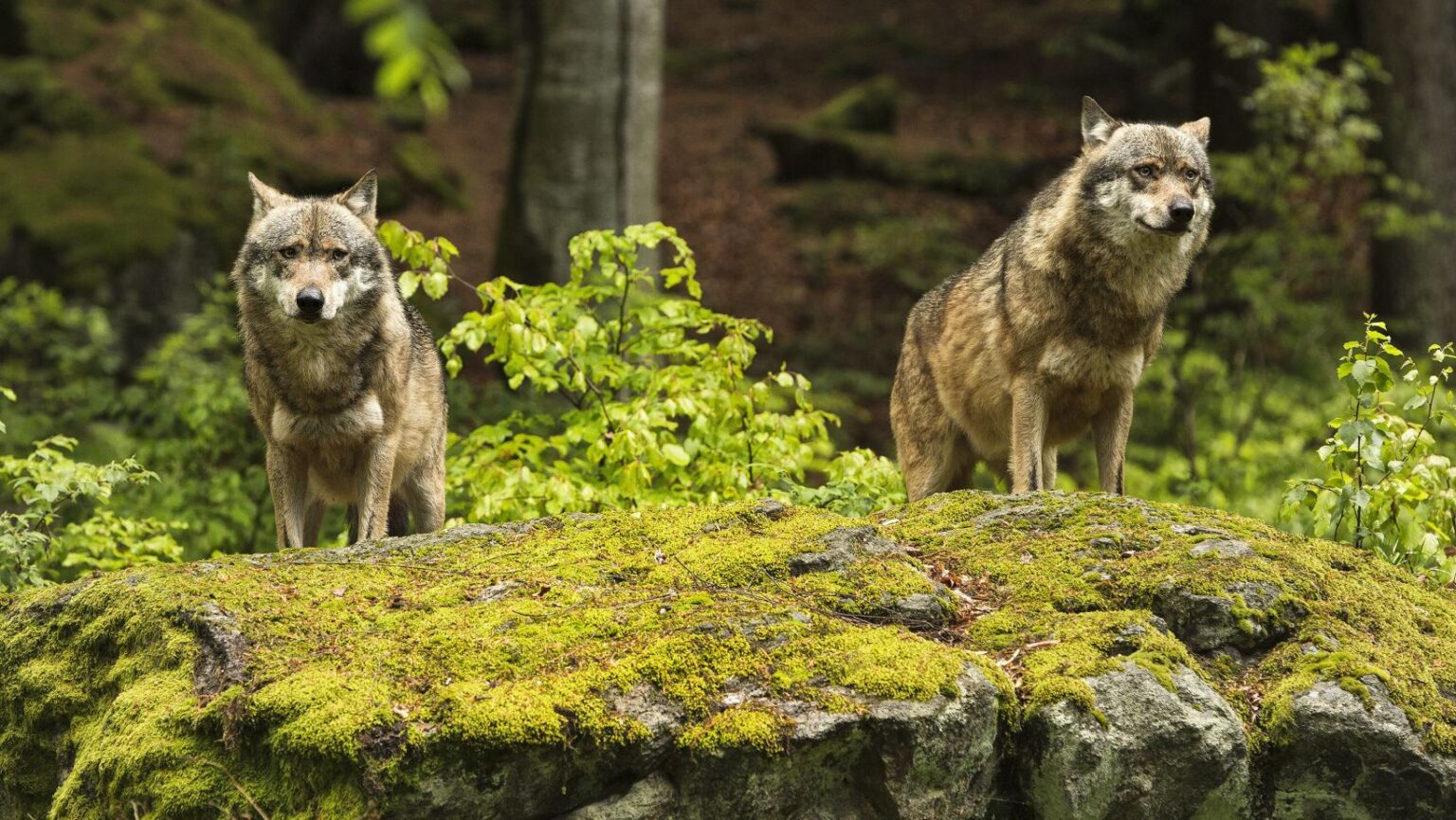 A Norwegian Solution to Europe's Wolf Problem - Life in Norway