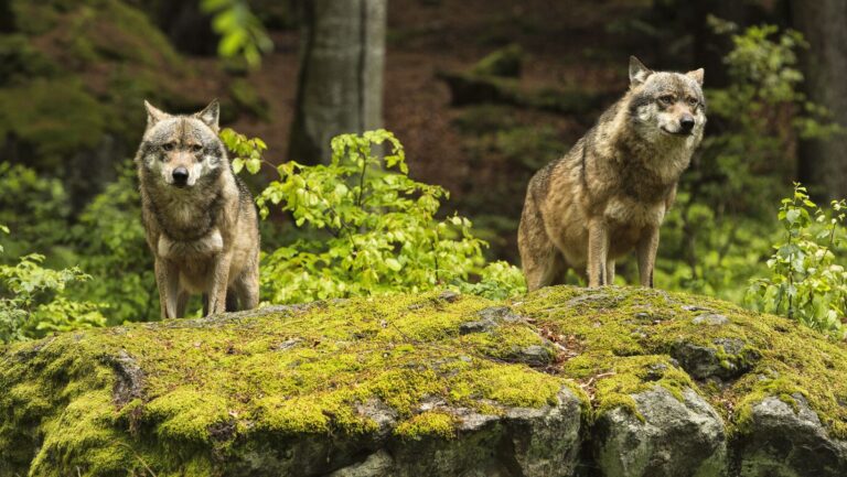 European wolves in the Czech Republic. Photo: Shutterstock.com.