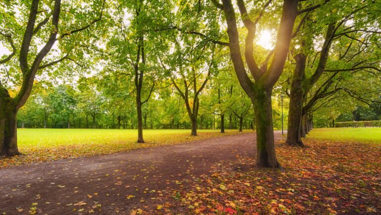 Sunshine in a Norway park.