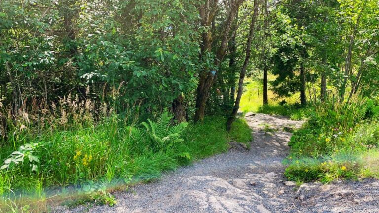 Oslo's forest trails are easy to reach on public transport. Photo: David Nikel.