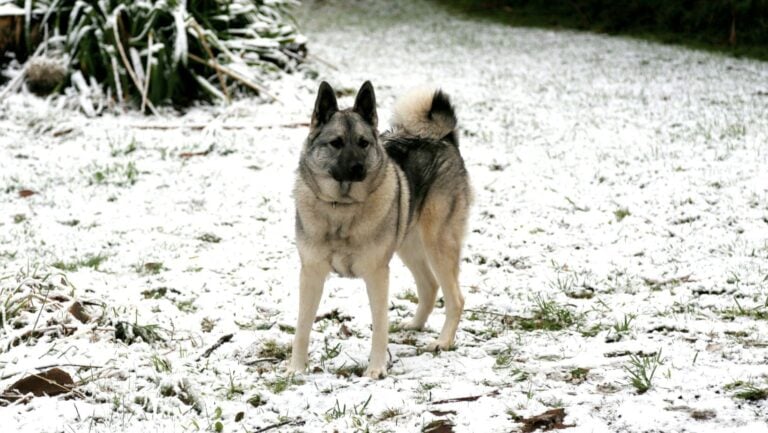 Norwegian Elkhound in the snow.