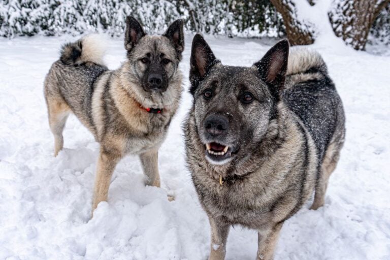 Two Norwegian Elkhounds ready to play in the snow.