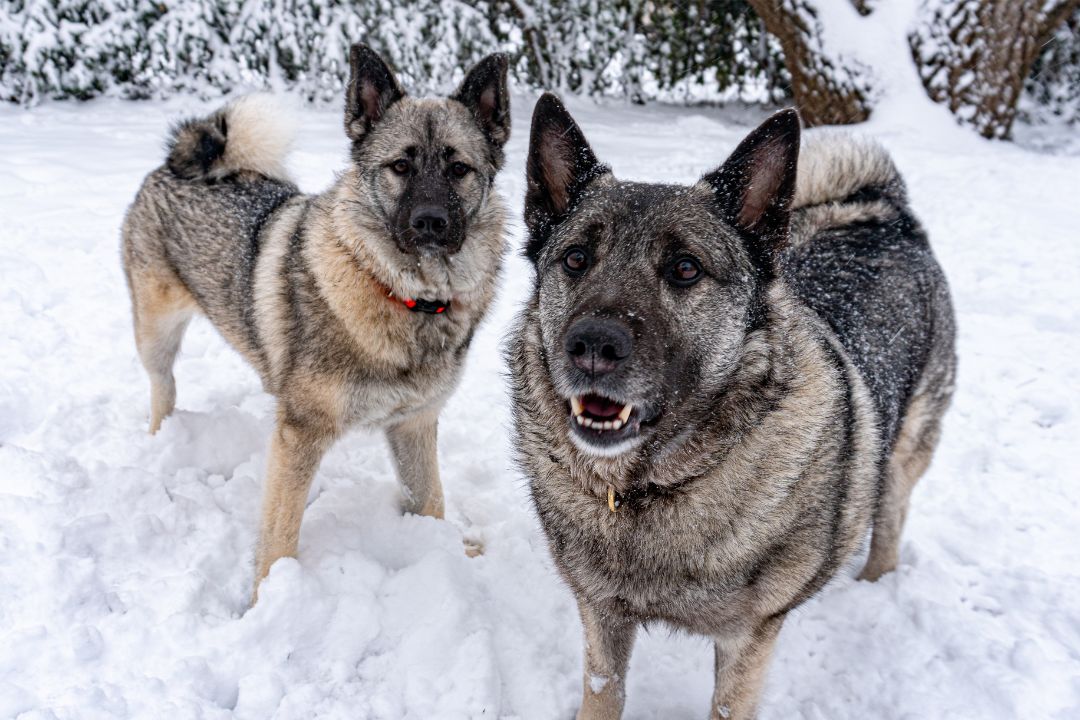 Norwegian Elkhound The National Dog of Norway