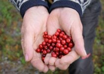 Introducing Lingonberries: A Scandinavian Staple