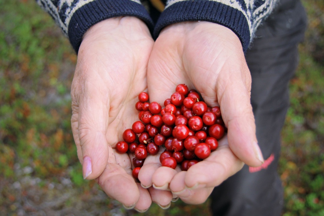 Lingonberries in hand.