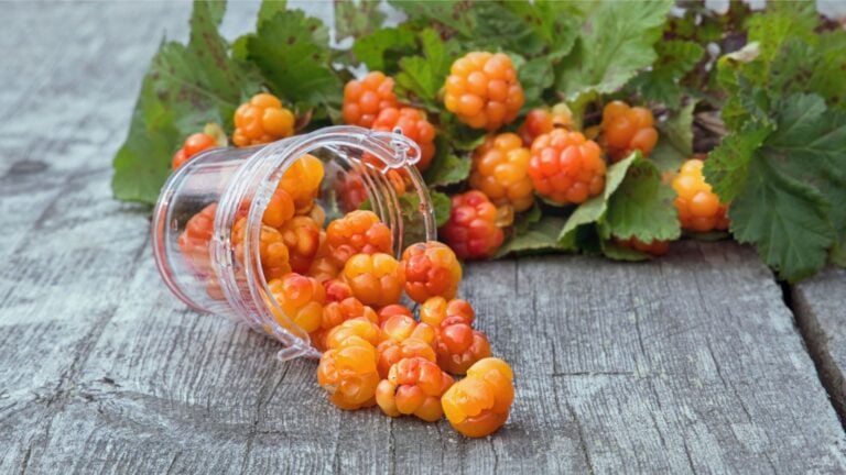 Cloudberries on a table in Norway.