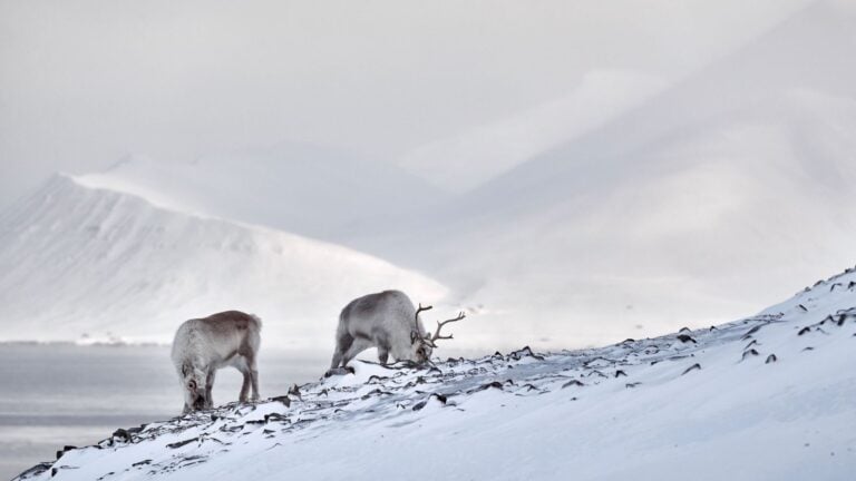 Wild reindeer in the Svalbard winter.