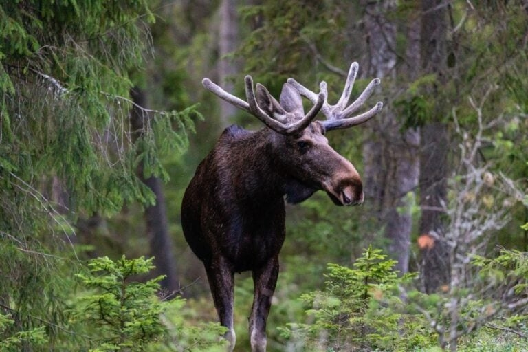 A Scandinavian moose.