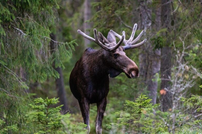 Scandinavian elk.