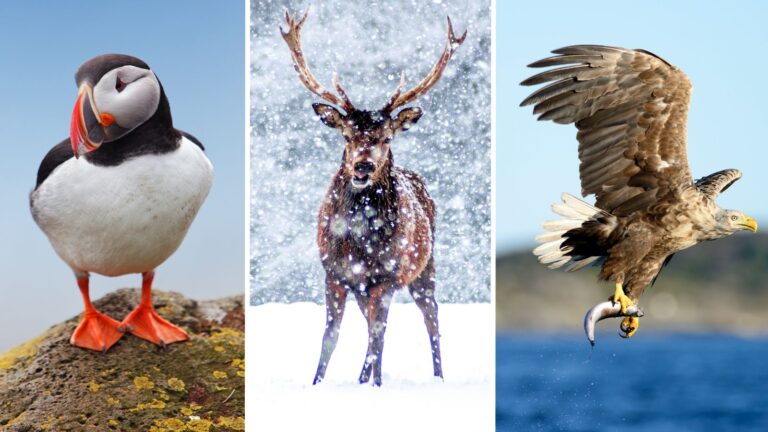 Norway wildlife and birds montage. Puffin, reindeer, sea eagle.