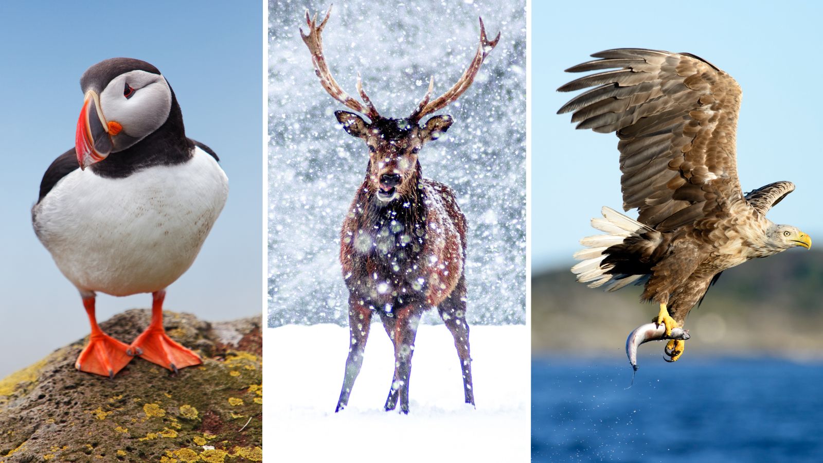 Norway wildlife and birds montage. Puffin, reindeer, sea eagle.