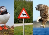 Wildlife in Norway: A Guide to Norway’s Most Spectacular Animal Encounters